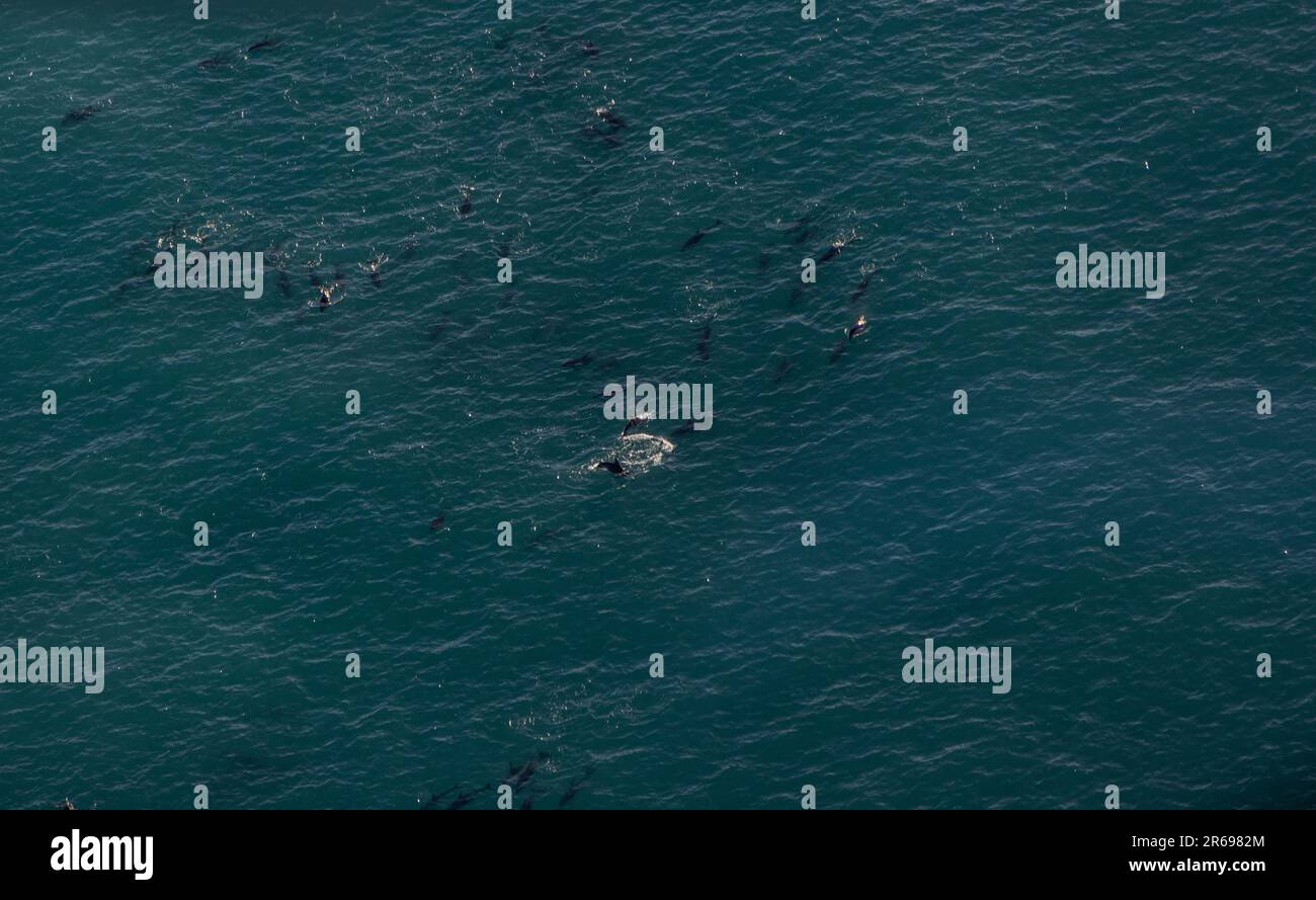 Grand Pod of Dolphin dans l'océan au large de la côte de Kaikoura Banque D'Images