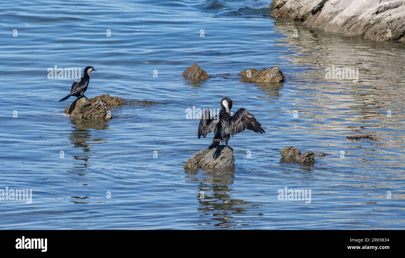 Des chics à pied reposent sur des rochers à Kaikoura Banque D'Images