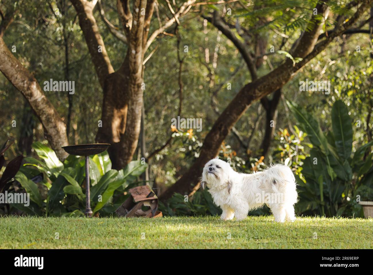 Petit chien blanc d'épagneul tibétain debout sur l'herbe dans un jardin tropical luxuriant Banque D'Images