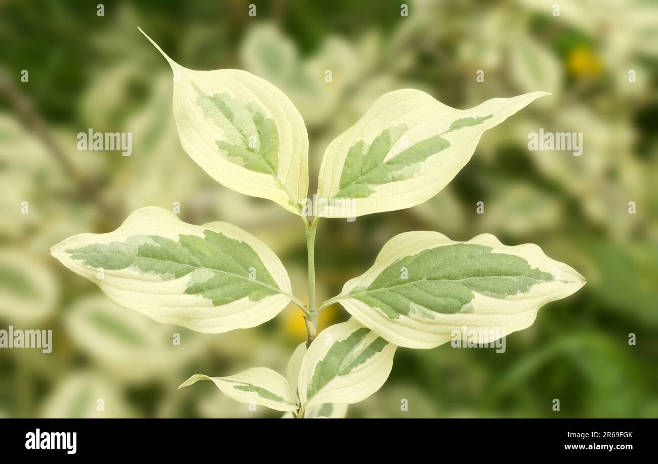 Gros plan d'une branche avec les feuilles d'un arbre Cornus mas Variegata ou aussi cerisier de cornouailles, cornel européen ou cornouailles de cerisier de Cornouailles. Banque D'Images