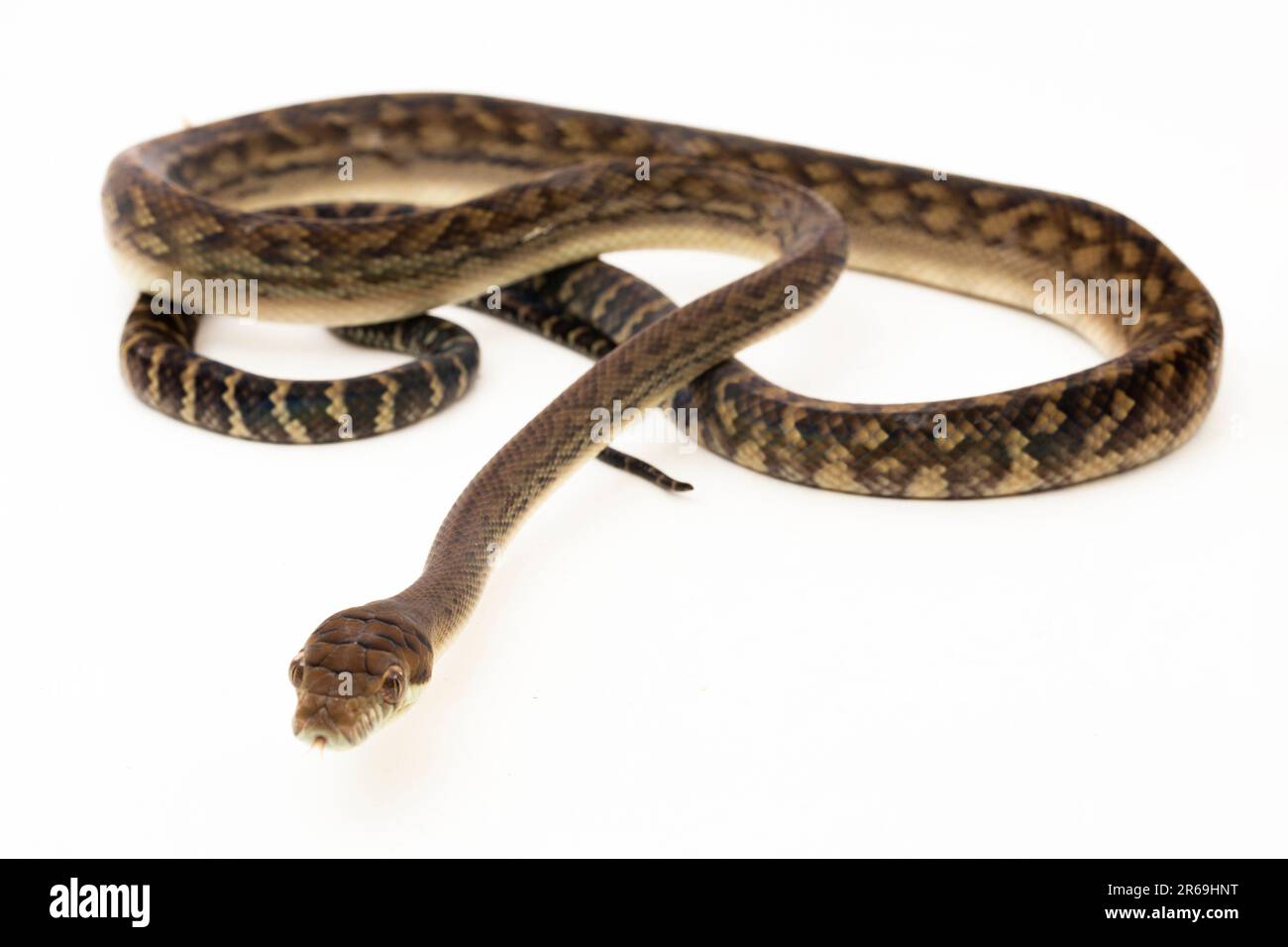 Le serpent python de Scrub (Morelia amethistina) Améthystine est isolé sur fond blanc Banque D'Images