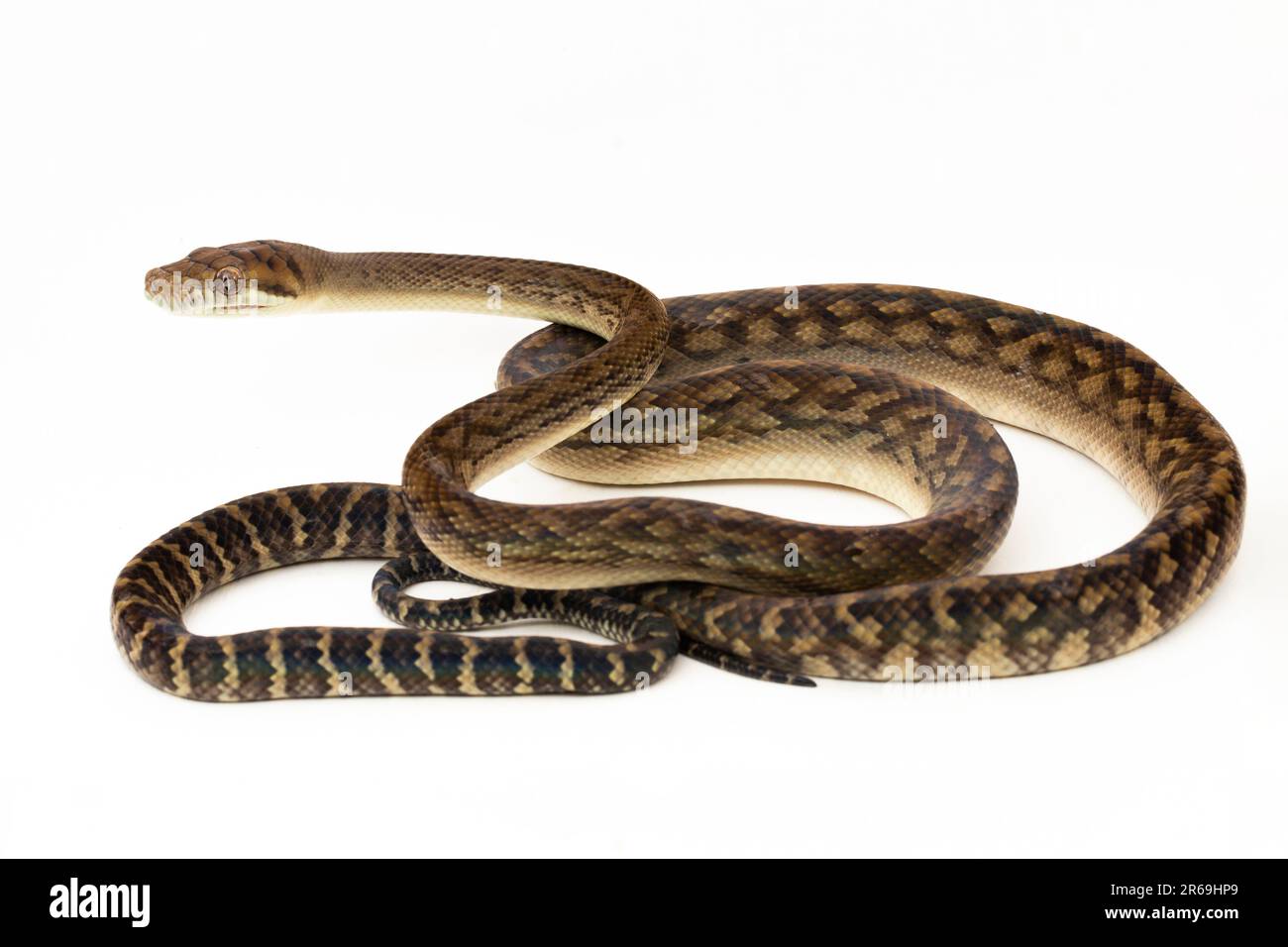 Le serpent python de Scrub (Morelia amethistina) Améthystine est isolé sur fond blanc Banque D'Images