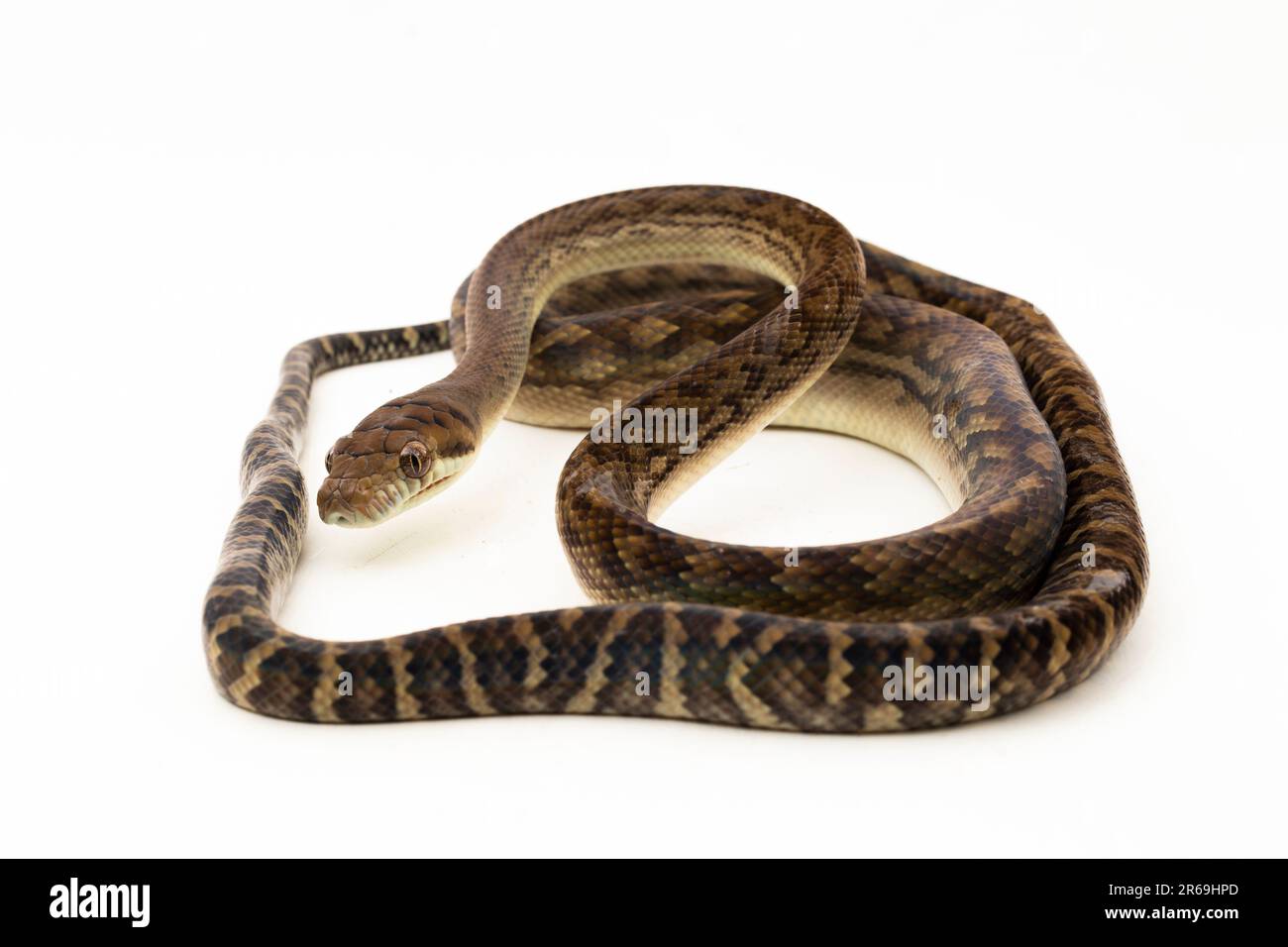 Le serpent python de Scrub (Morelia amethistina) Améthystine est isolé sur fond blanc Banque D'Images