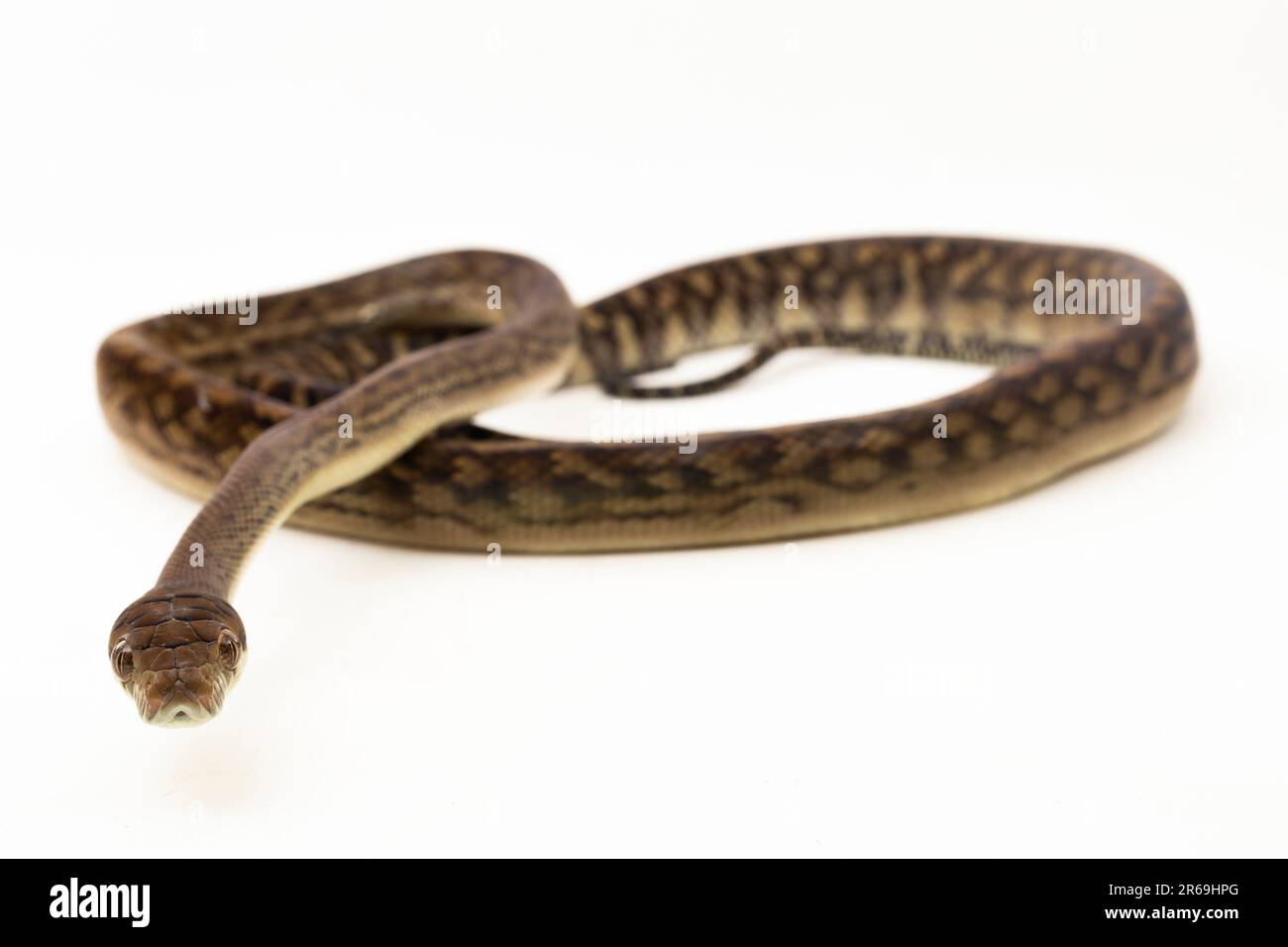 Le serpent python de Scrub (Morelia amethistina) Améthystine est isolé sur fond blanc Banque D'Images
