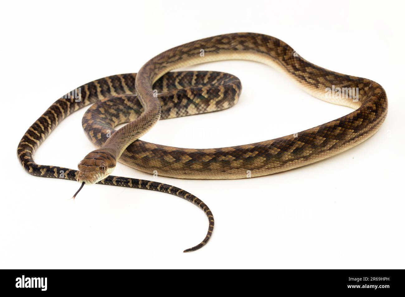 Le serpent python de Scrub (Morelia amethistina) Améthystine est isolé sur fond blanc Banque D'Images