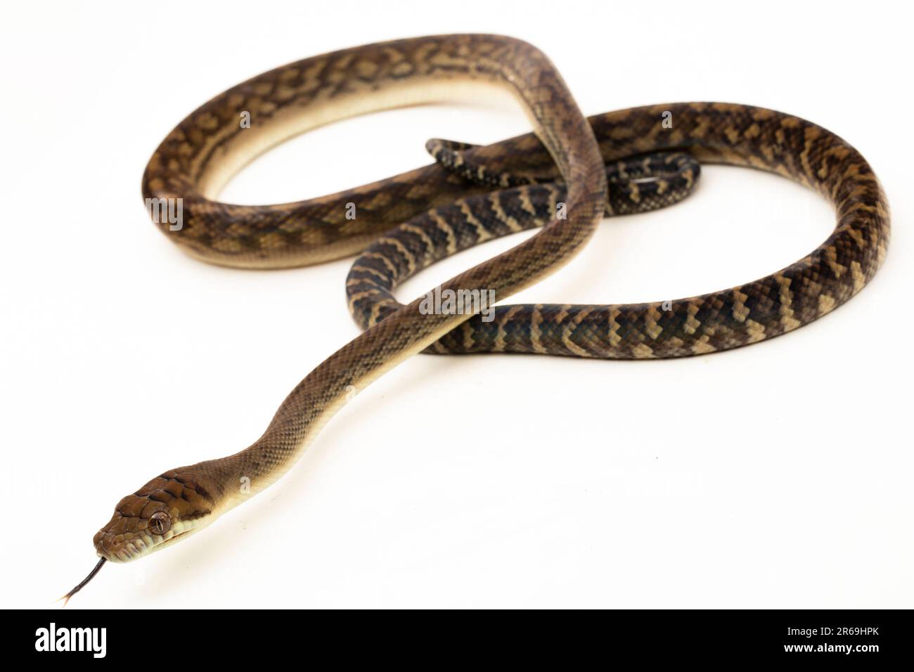 Le serpent python de Scrub (Morelia amethistina) Améthystine est isolé sur fond blanc Banque D'Images