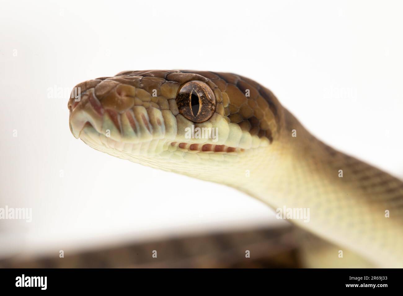 Le serpent python de Scrub (Morelia amethistina) Améthystine est isolé sur fond blanc Banque D'Images