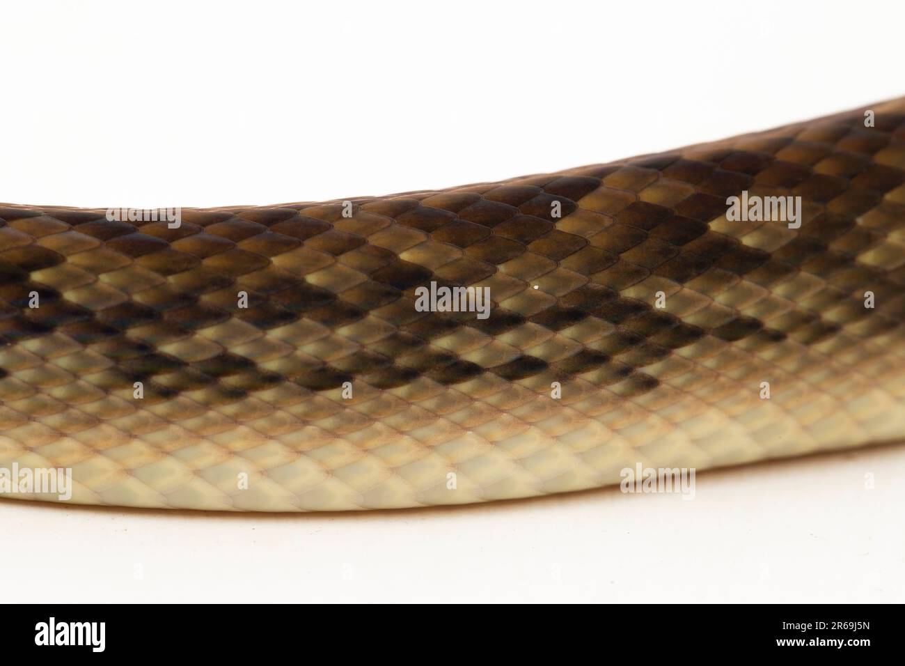 Le serpent python de Scrub (Morelia amethistina) Améthystine est isolé sur fond blanc Banque D'Images
