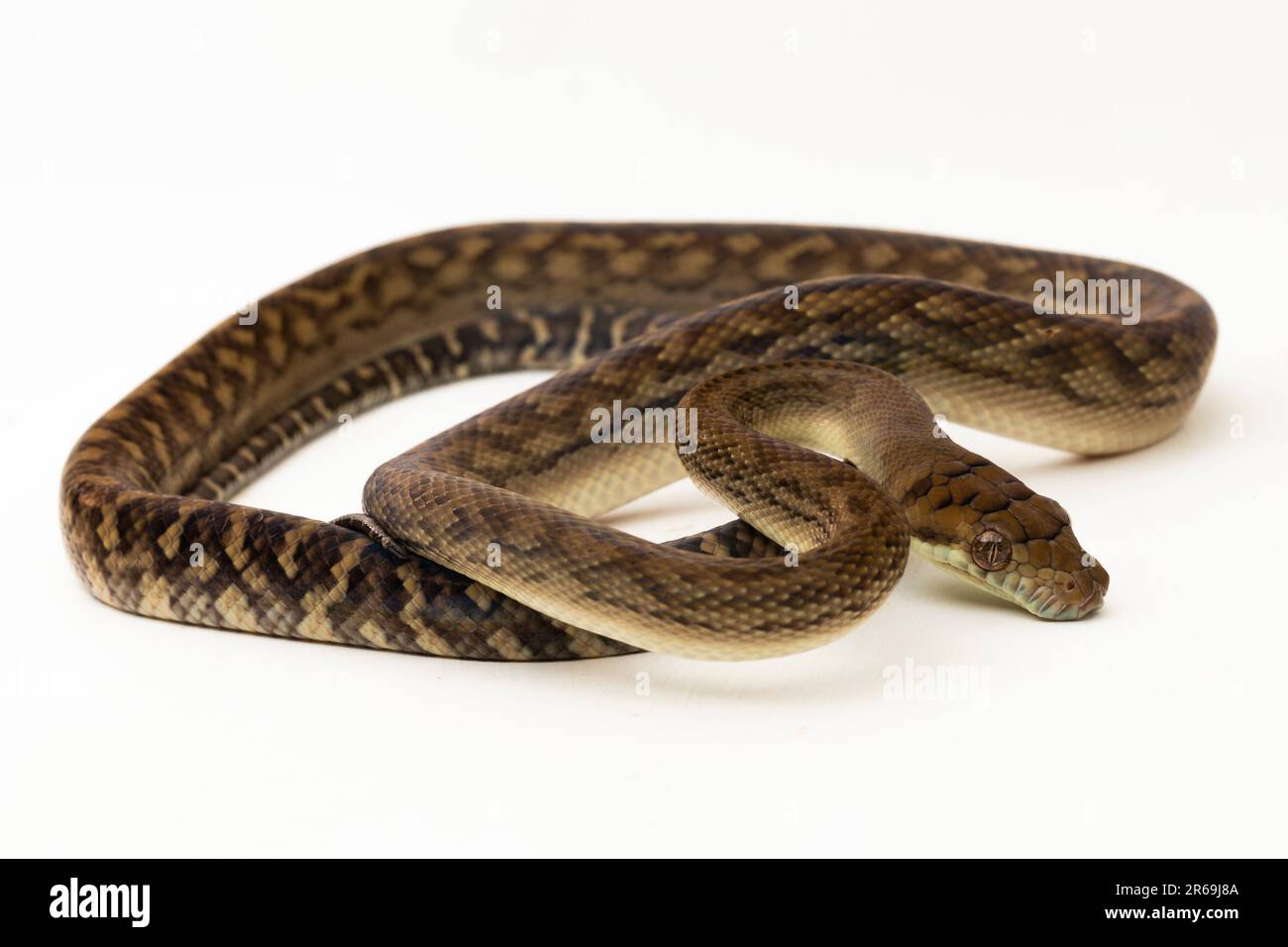 Le serpent python de Scrub (Morelia amethistina) Améthystine est isolé sur fond blanc Banque D'Images