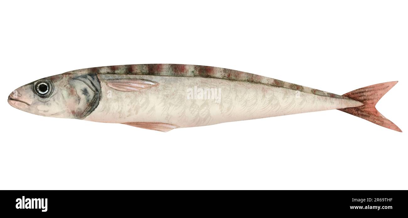 Illustration de l'aquarelle d'un seul poisson sardine. Une falaise de poisson frais de l'Atlantique en gris, rouge et vert pour les produits de la mer Banque D'Images