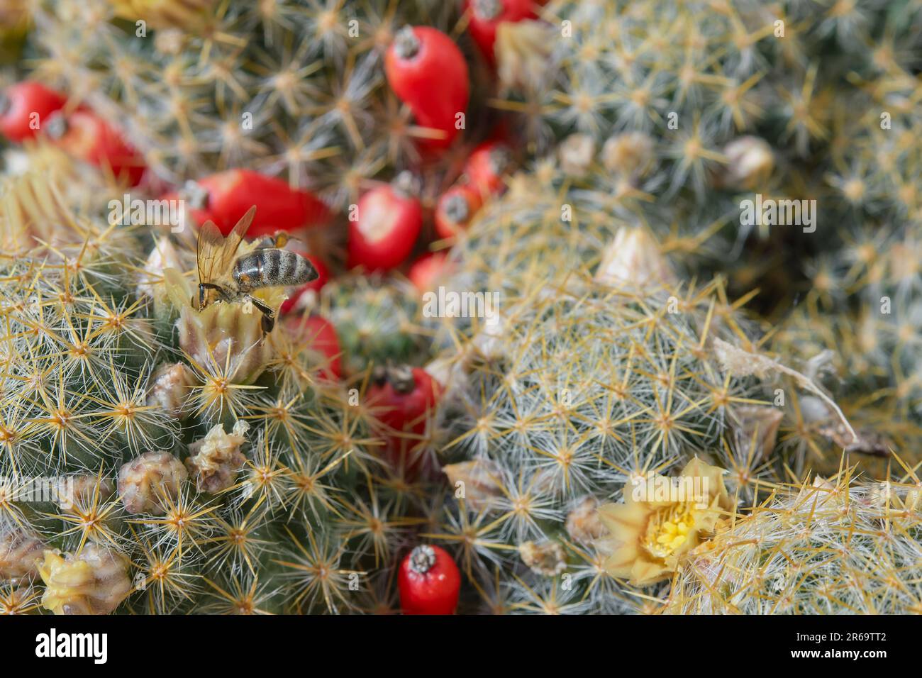 l'abeille pollinise les succulents fleuris gros plan, foyer sélectif. Fleur de cactus comme un fond naturel délicat, l'idée d'une carte postale ou fond, Banque D'Images