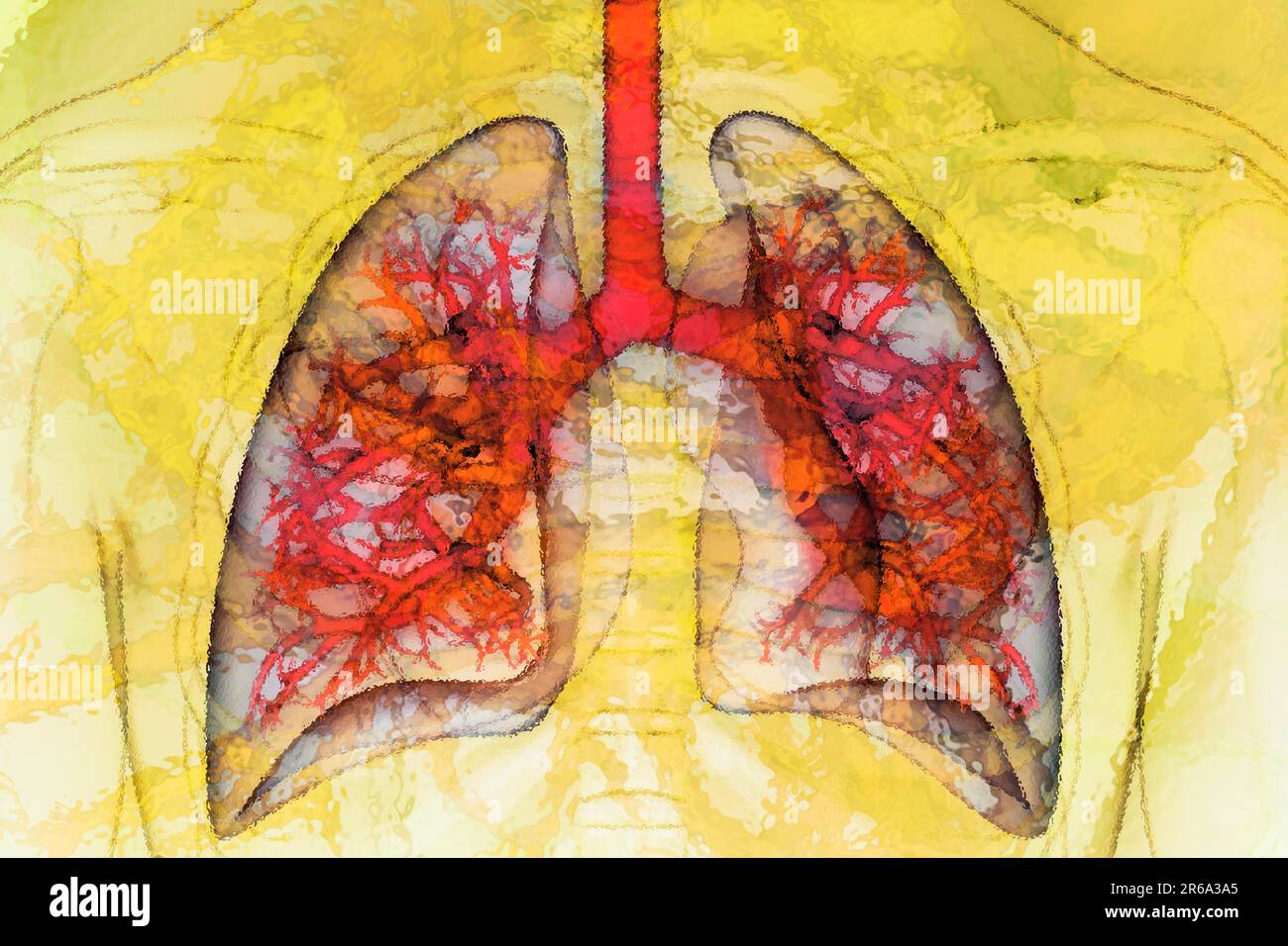 Poumon 11 poumon le poumon est l'organe de notre corps qui assure que l'oxygène vital de l'air que nous respirons entre dans notre sang, illustration, naturel Banque D'Images