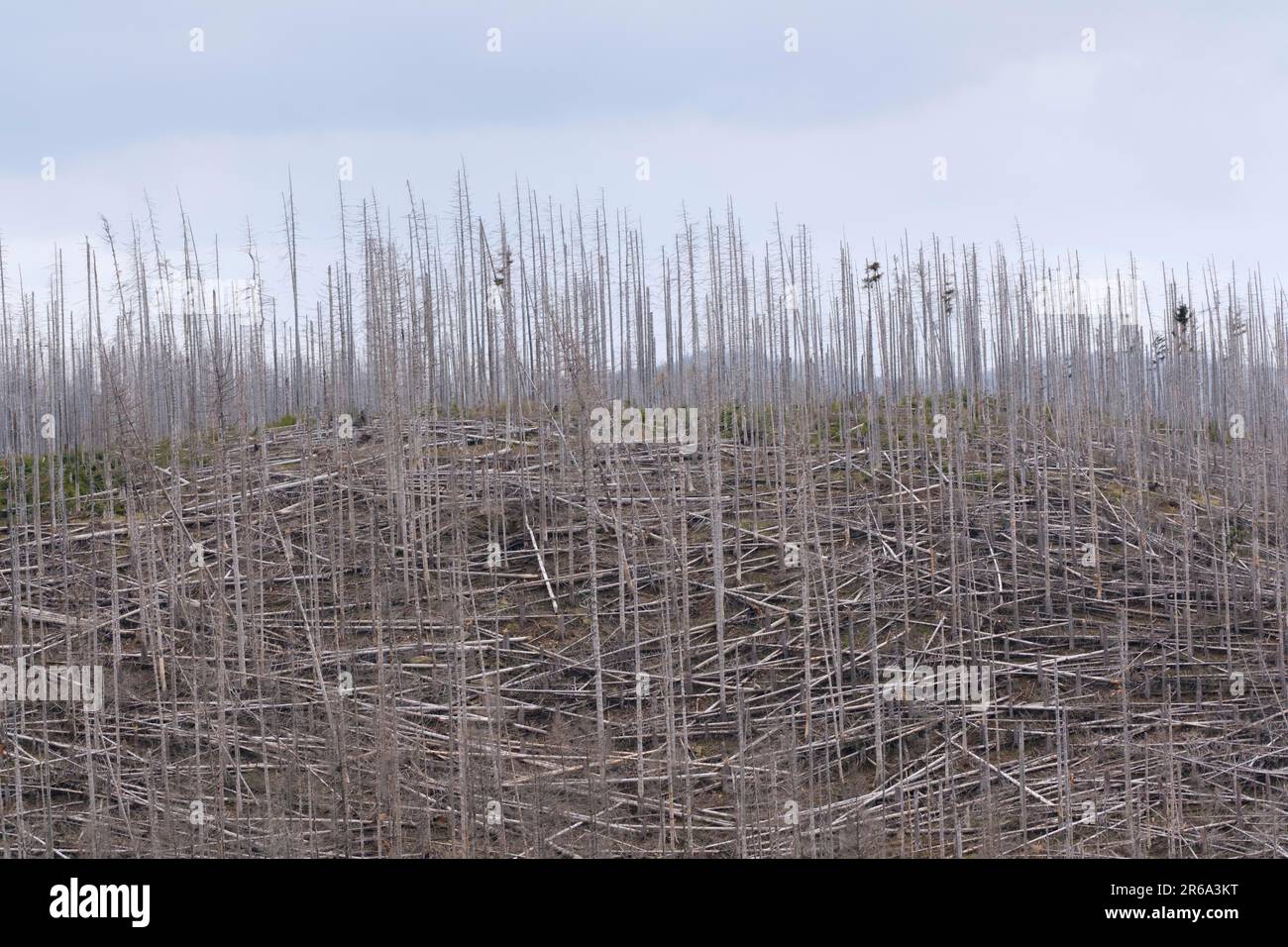 Germes morts et morts, changement climatique, montagnes du Harz, Saxe-Anhalt, Allemagne Banque D'Images