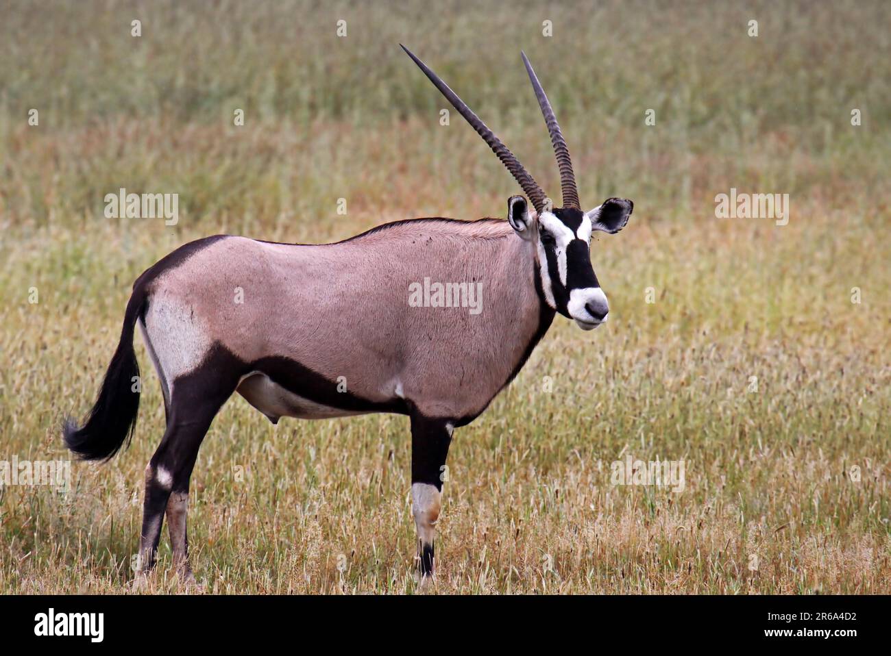 Oryxantilope, parc national transfrontalier de Kgalagadi, S Banque D'Images