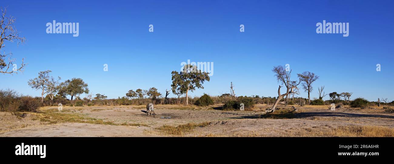 Paysage panoramique avec éléphant (Loxodonta africana) à Savuti, Parc national de Chobe, Botswana, paysage avec éléphant, Savuti, Chobe, Botswana Banque D'Images