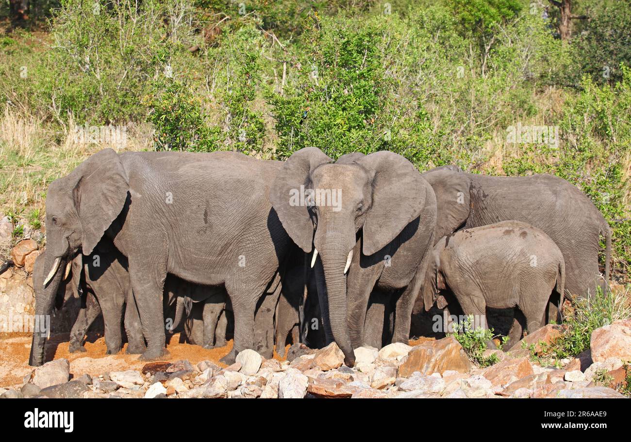 Elefanten im Flussbett, Kruger Nationalpark, S. Banque D'Images