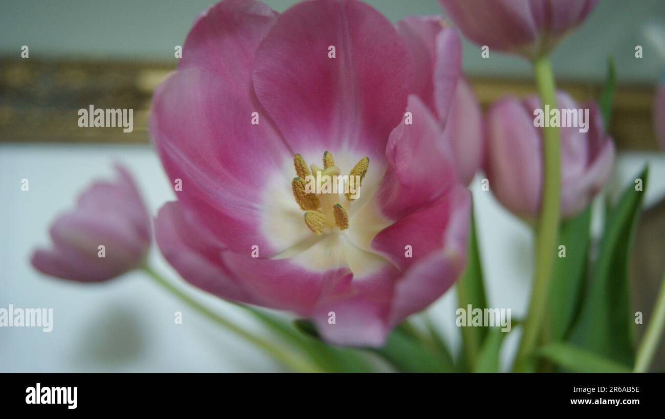 Tulipe rose close up Banque D'Images