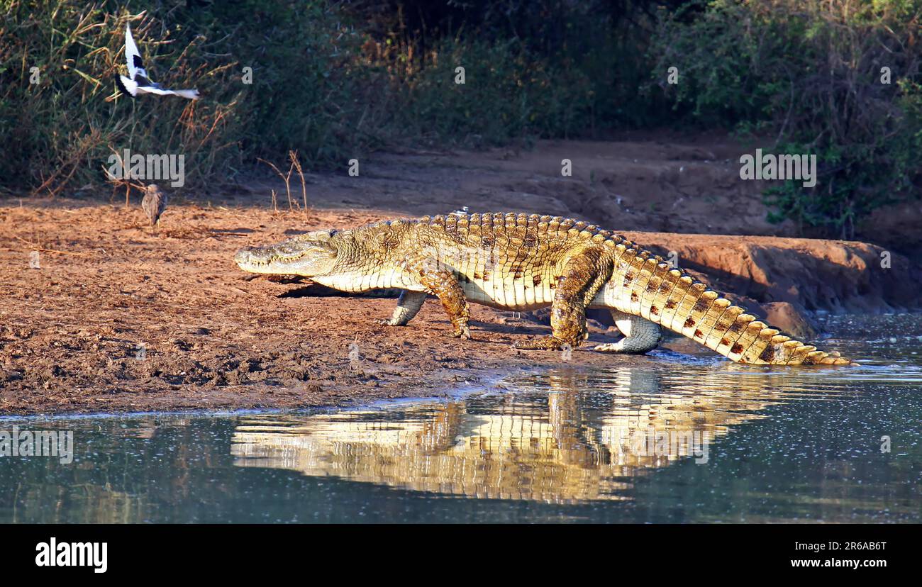 Crocodile du Nil dans le parc national Kruger, S Banque D'Images