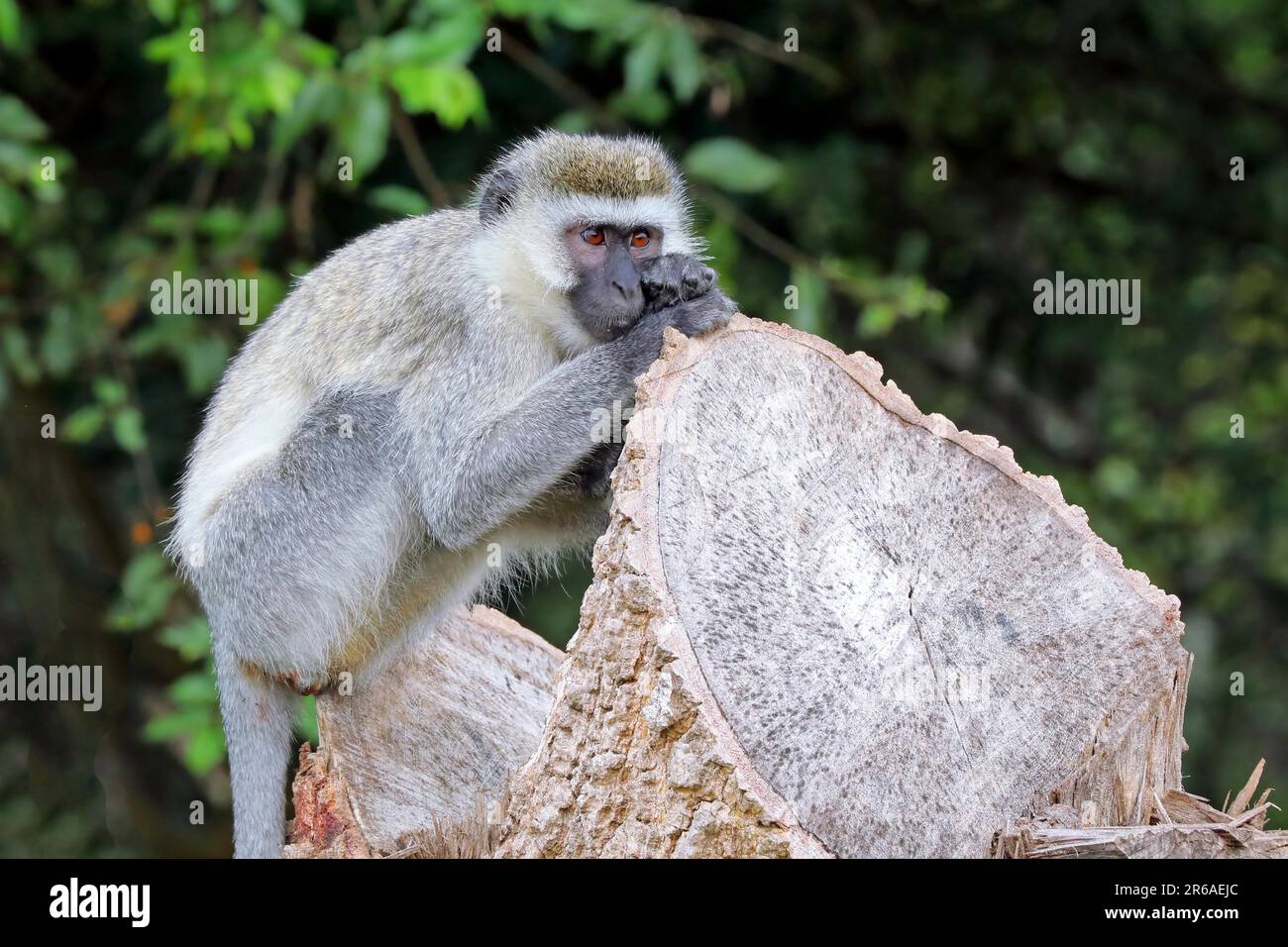 Singe vervet (Chlorocebus) au parc national du lac Mburo en Ouganda Banque D'Images