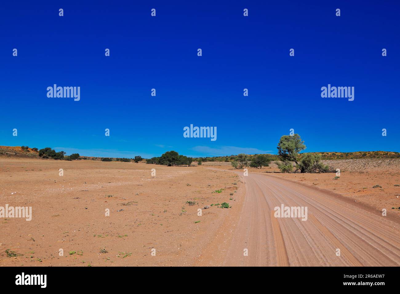 Landschaft im Kgalagadi Parc national transfrontalier, Suedafrika Banque D'Images