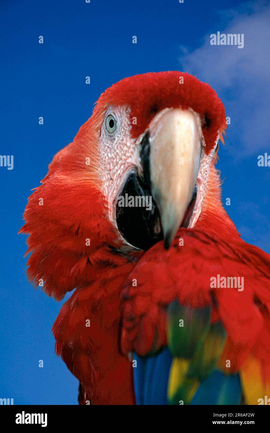 Scrallet Macaw (Ara macao), Hellroter Ara, Arakanga, [Suedamerika, amérique du Sud, Vogel, Voegel, oiseaux, Aras, aras, Papageien, perroquets, Tière Banque D'Images