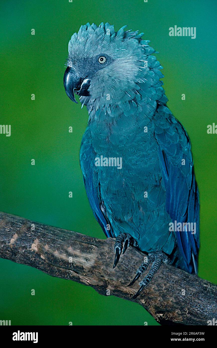 Spix's Macaw (Cyanopsitta spixii), Spixara, Spix' Blauara, [Suedamerika, amérique du Sud, Vogel, Voegel, oiseaux, Papageien, perroquets, Aras, aras Banque D'Images