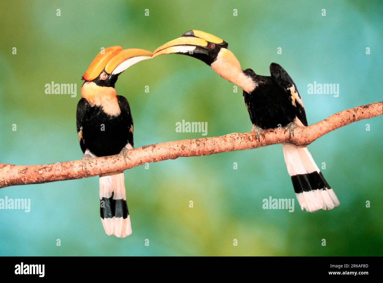 Grand Hornbill indien (Buceros bicornis), paire, mâle donne de la nourriture à grand charme, double charme, mâle donne de la nourriture à la femme Banque D'Images