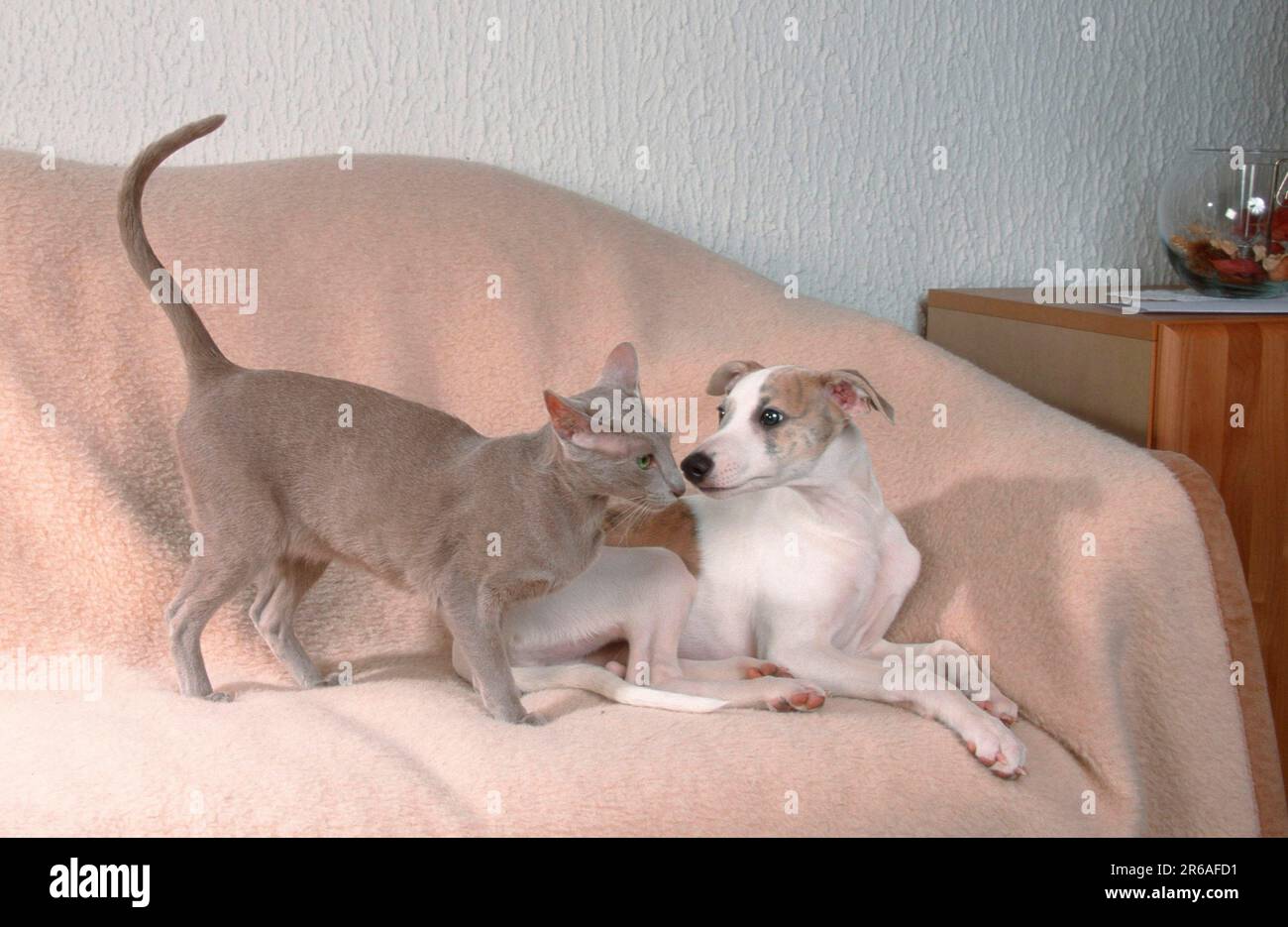 Chat à poil court oriental et chiot à poil long, OKH, oriental à poil court Banque D'Images