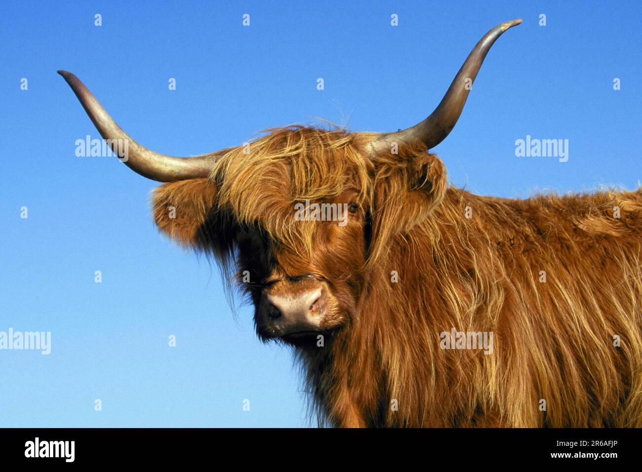 Scottish Highland cattle Banque D'Images