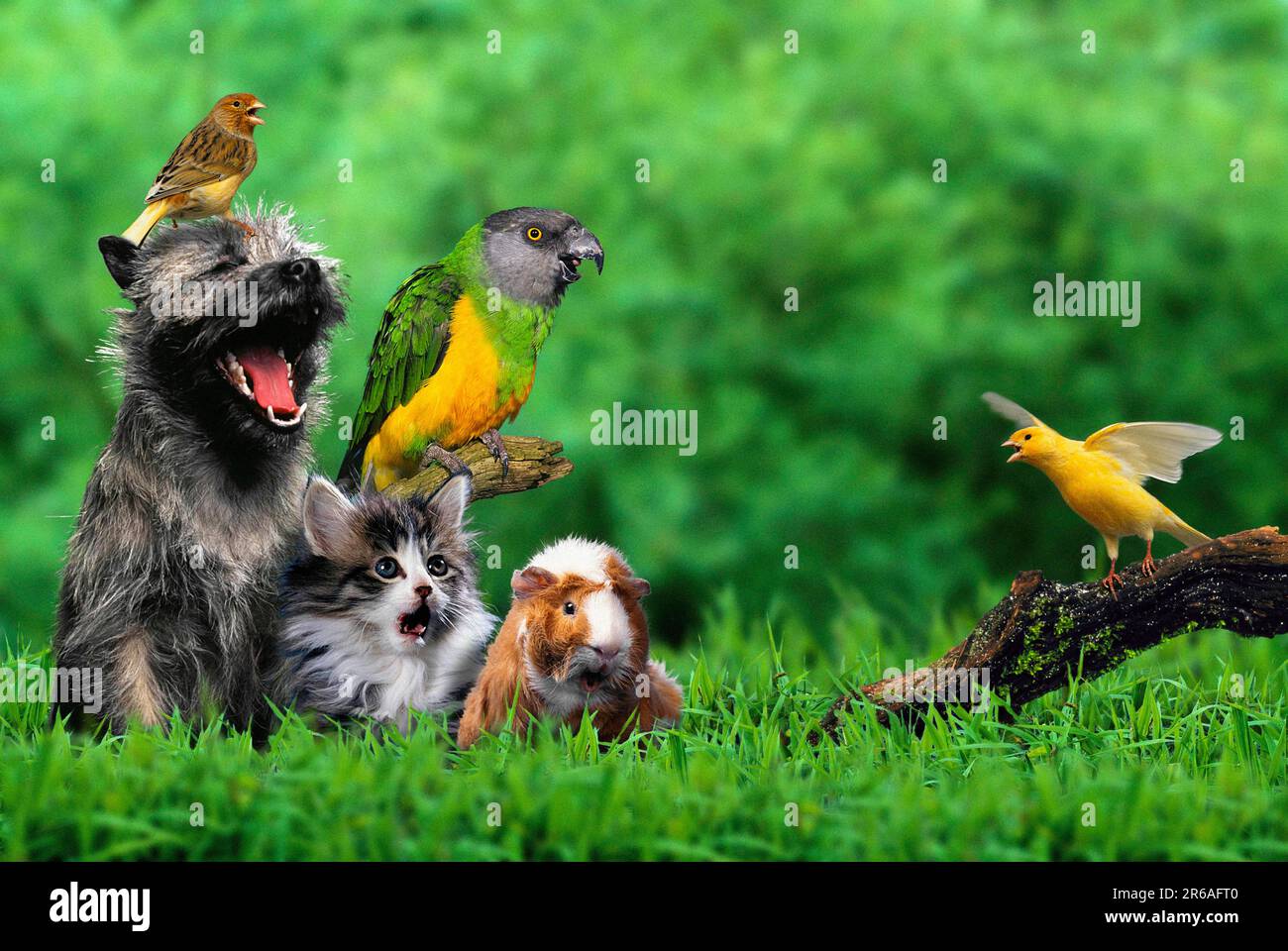 Chœur d'animaux : Cairn terrier, canari, perroquet à tête gémeuse, chat et cobaye Banque D'Images