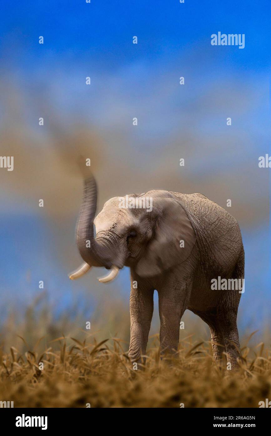 Éléphant d'Afrique (Loxodonta africana) ayant un bain de poussière Banque D'Images