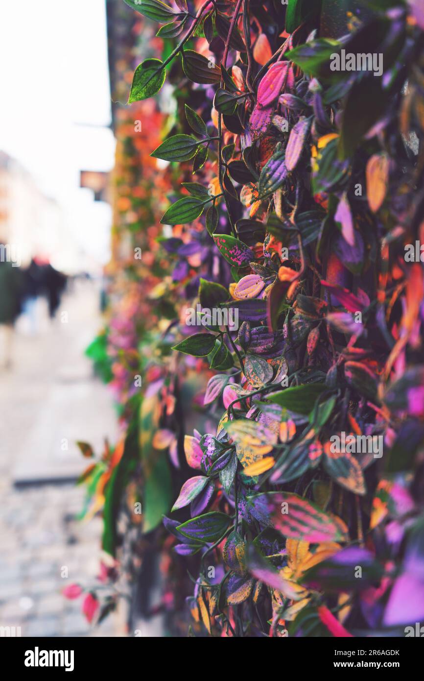 un mur de fleurs colorées sur un trottoir Banque D'Images