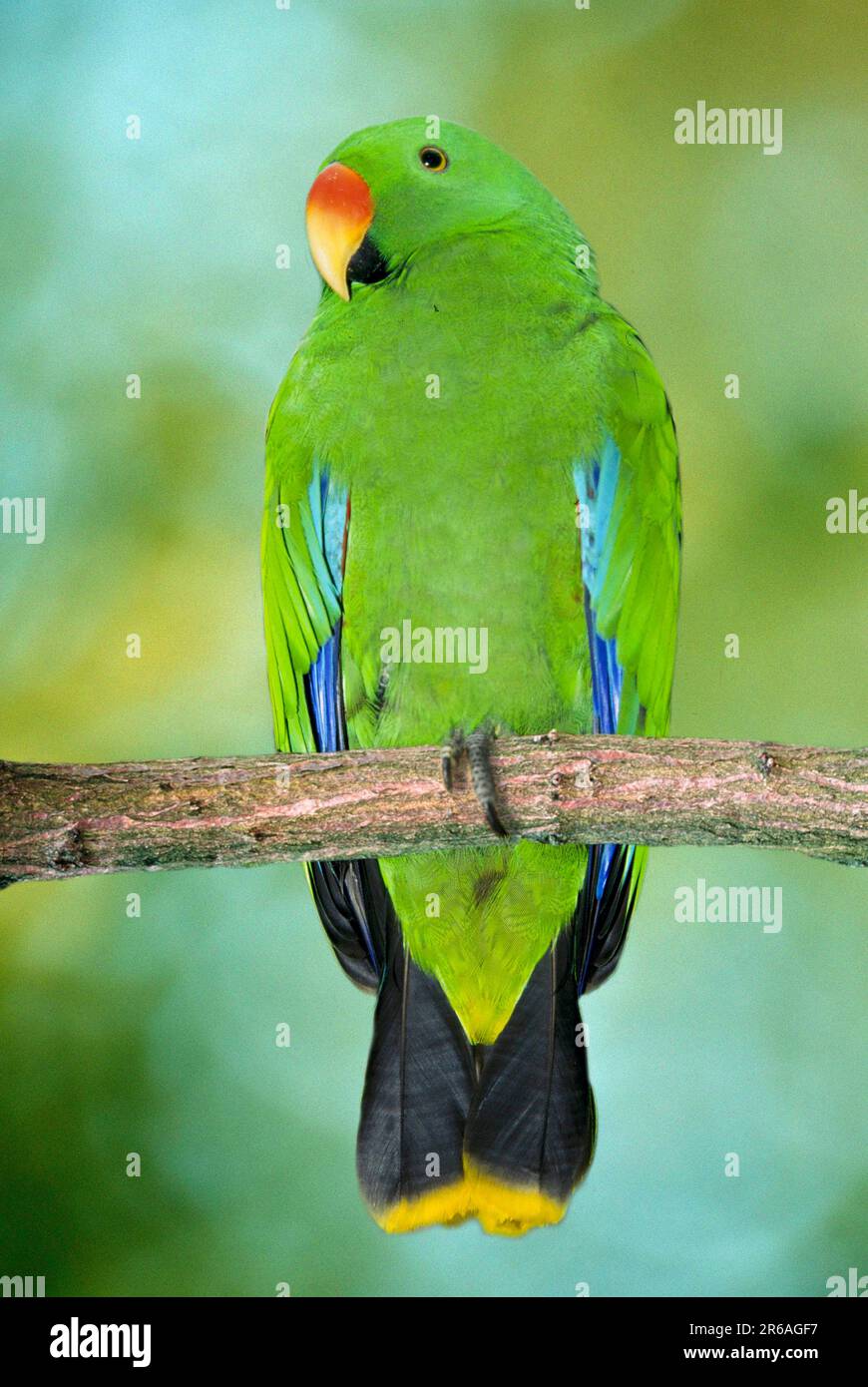 Tanimbar Noble Parrot, homme (Eclectus roratus riedeli), Riedell's Noble Parrot, homme Banque D'Images