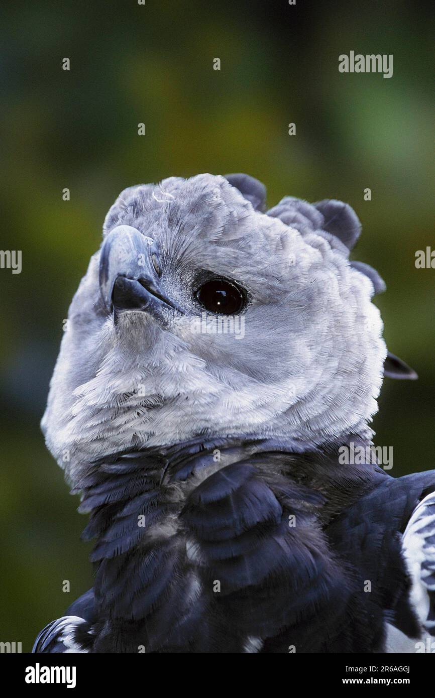 Aigle à l'américaine (Harpia harpyja) (animaux) (animaux) (oiseaux) (oiseaux de proie) (extérieur) (extérieur) (tête) (Portrait) (adulte) (vertical) Banque D'Images