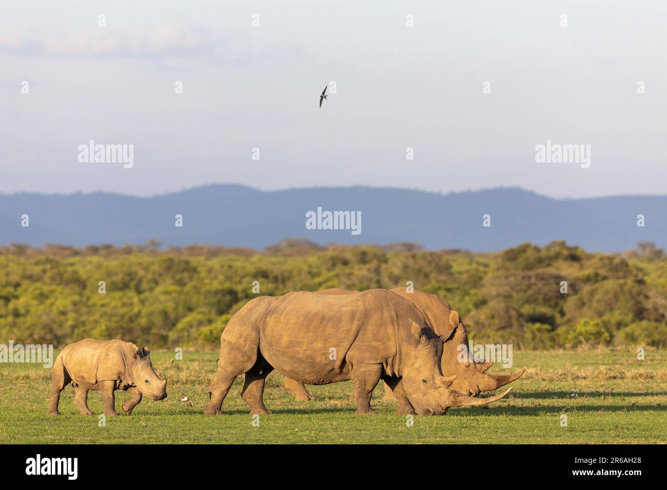 Rhinocéros blanc (Ceratotherium simum), groupe avec jeunes, OL Pejeta Conservacy, Kenya Banque D'Images