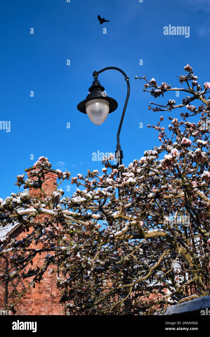 La neige couvre les premiers bourgeons d'une brousse dans un village rural de Cheshire Banque D'Images