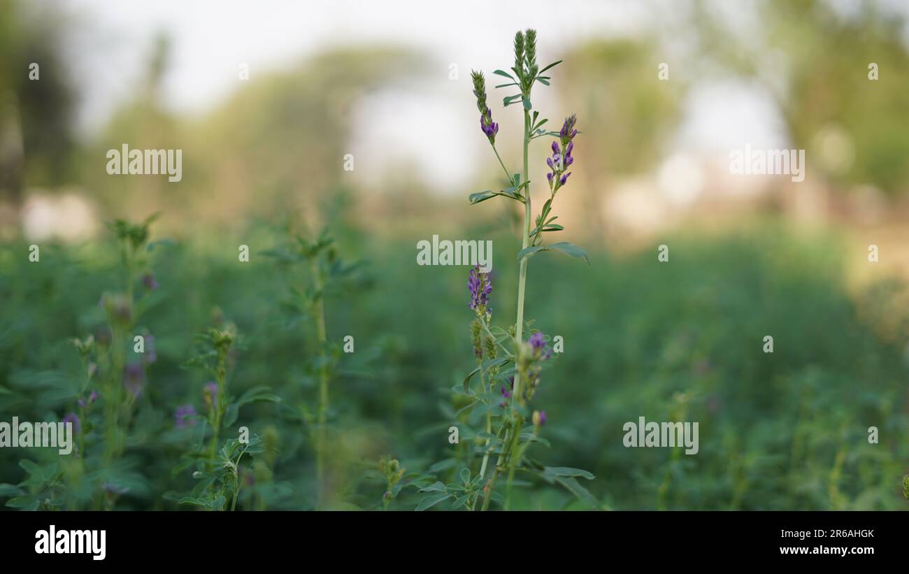 La luzerne bleu clair fleurit sur un fond d'herbe verte dans un pré par une belle journée d'été. Une bonne plante fourragère. Il est utilisé pour la production de foin Banque D'Images