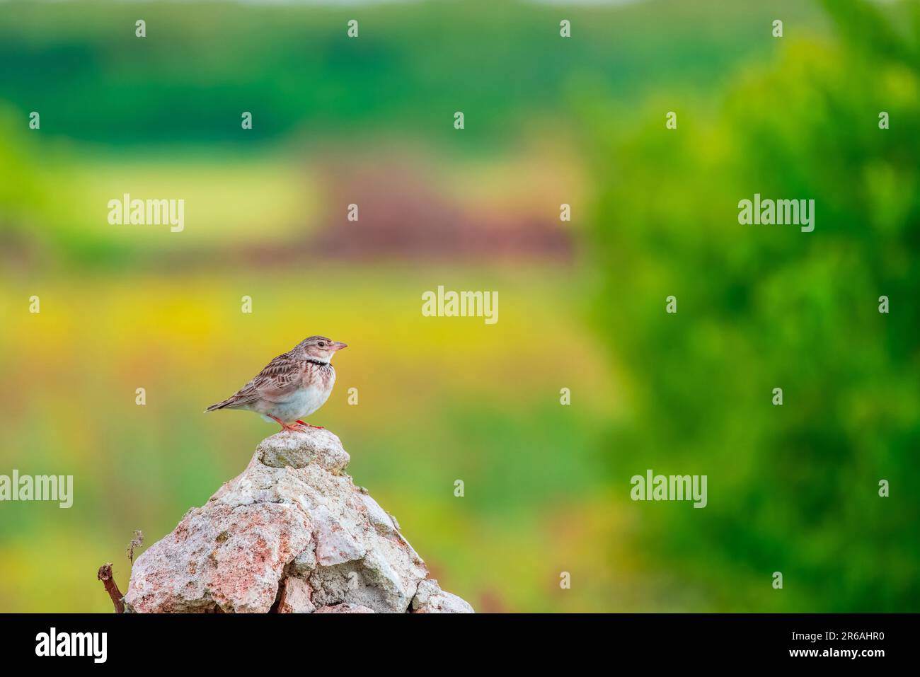 Lark à bec épais Ramphocoris clotbey ou larche européenne calandra Melanocorypha calandra sur une pierre dans un champ de printemps en fleur en Bulgarie. Oiseau sauvage Banque D'Images