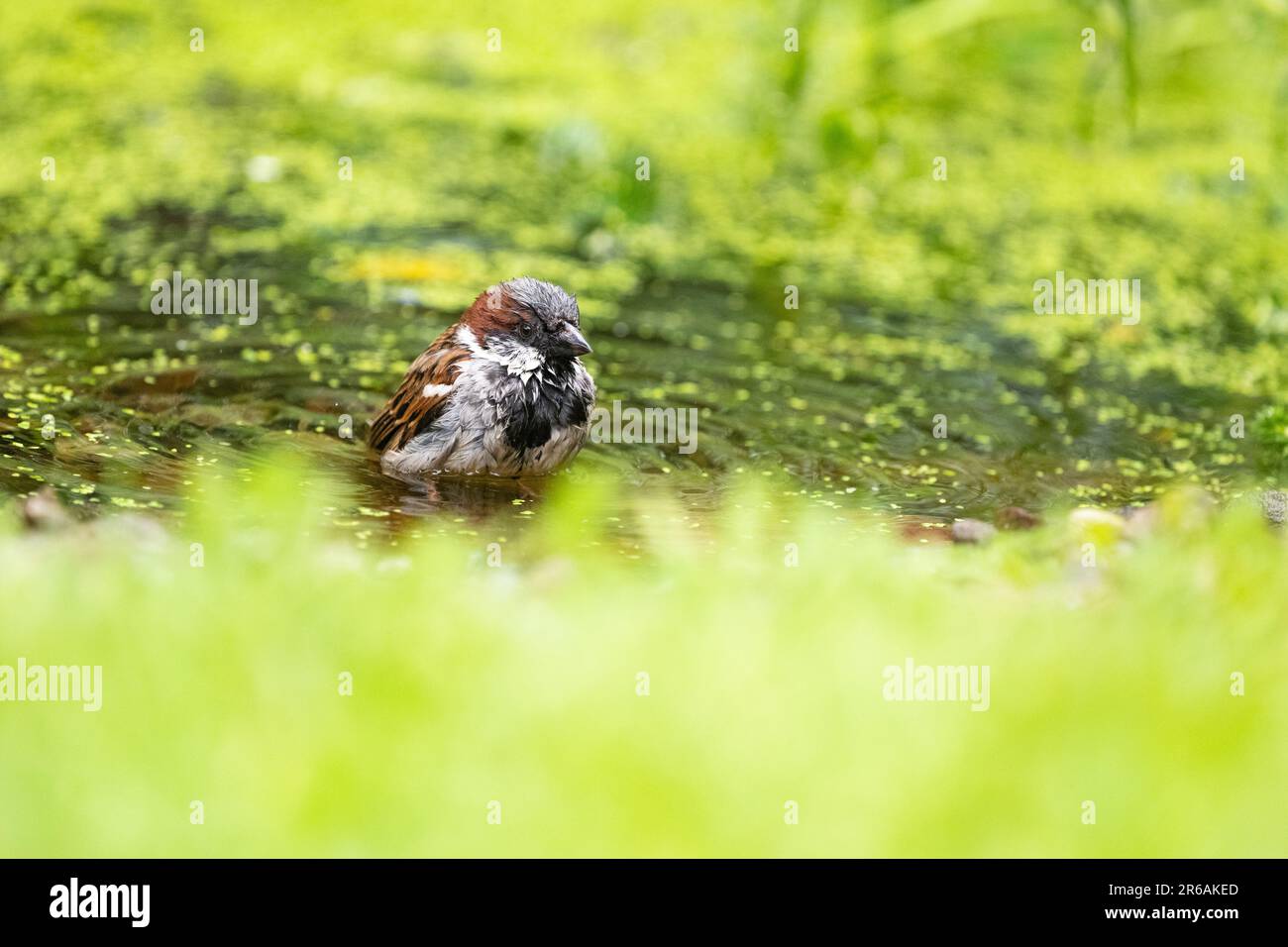 Maison masculine parrow (passant domesticus) dans le jardin royaume-uni étang de la faune Banque D'Images