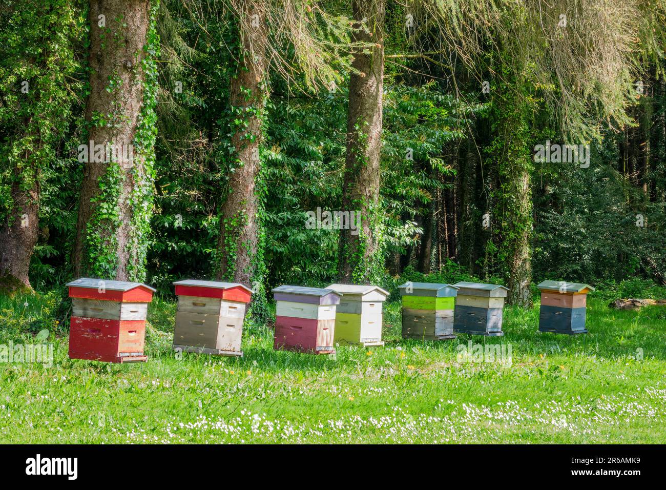 Ruches colorées dans un champ vert herbacé près d'une forêt Banque D'Images