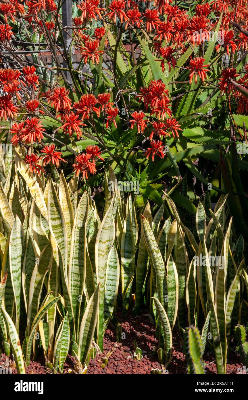 Sydney Australie, souche de sansevieria trifasciata ou de la langue de la belle-mère avec aloès à fleur d'orange en arrière-plan Banque D'Images
