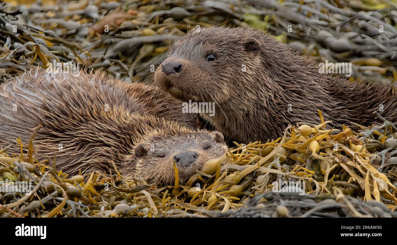 Deux petits poupons de loutre dans un débat houleux. Écosse : CES IMAGES ADORABLES montrent que deux petits loutres jouent ensemble, se disputant apparemment les uns avec les autres, tandis que les théi Banque D'Images