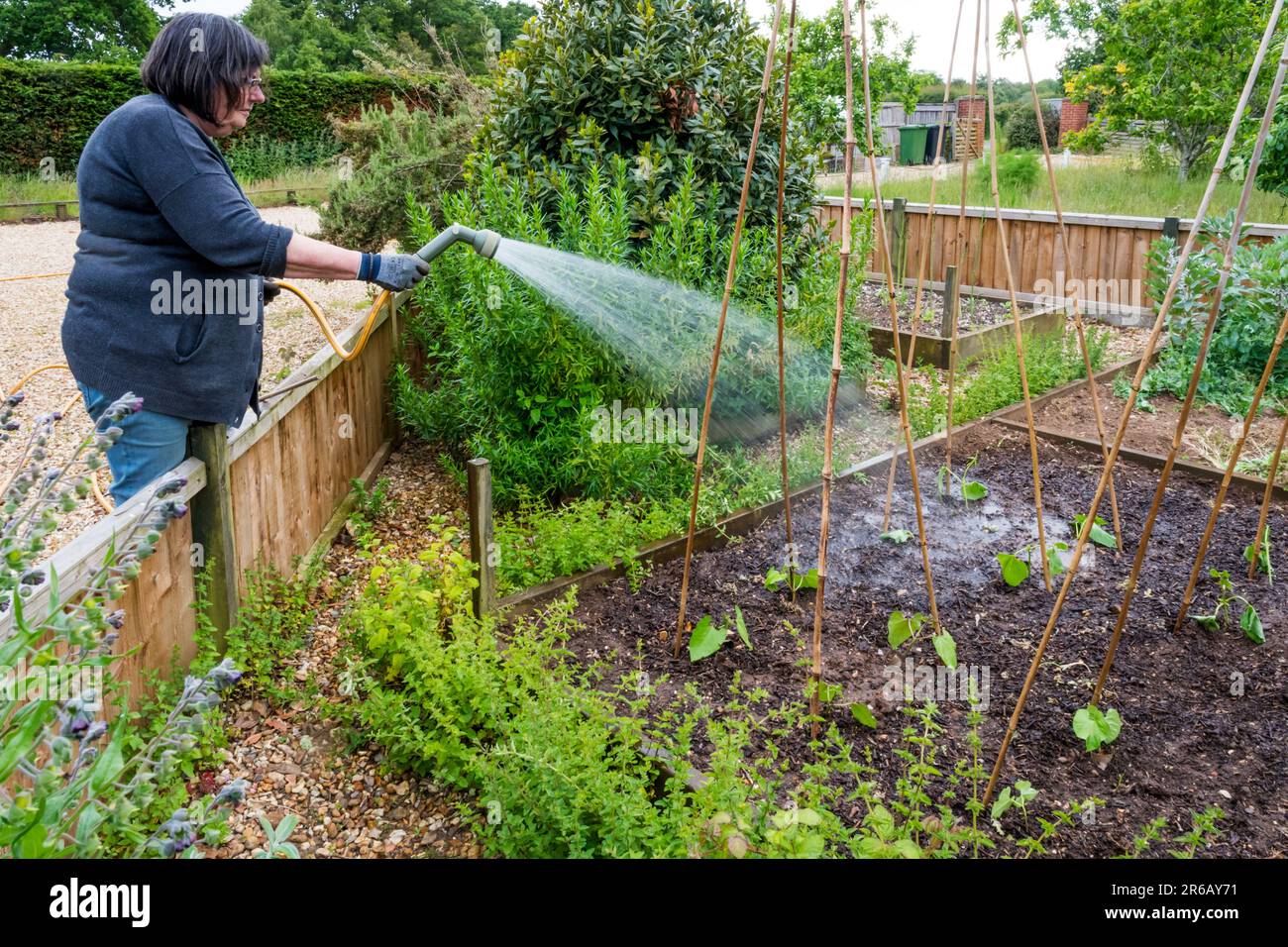 Femme qui arrose des plantes de haricots fraîchement plantées dans son jardin potager. Banque D'Images