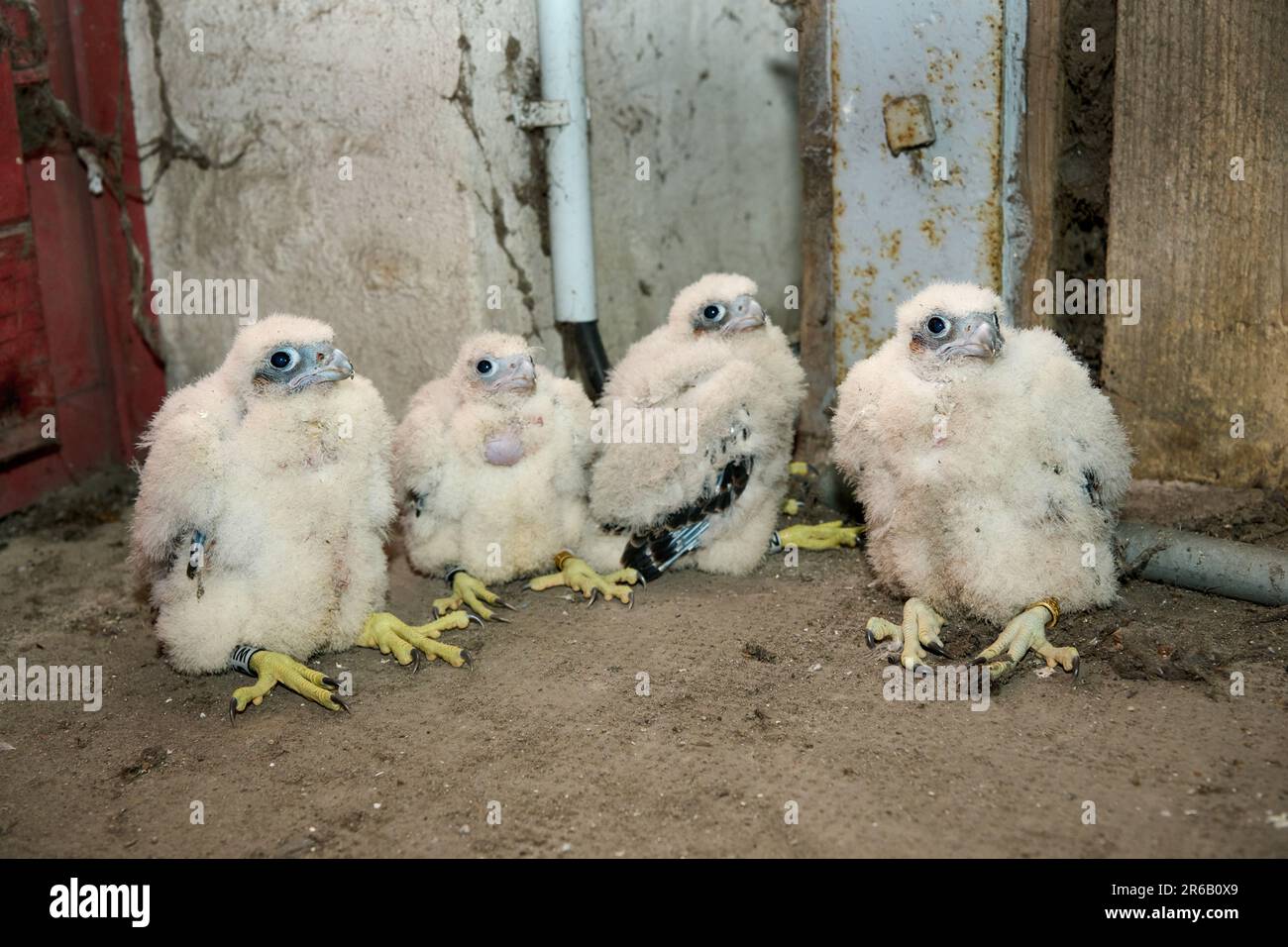 Quatre poussins du Faucon pèlerin (Falco peregrinus), Moenchengladbach, Allemagne, Europe Banque D'Images