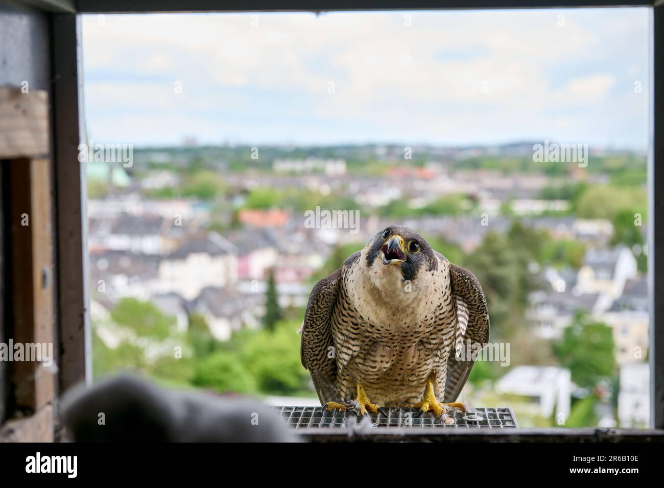 Faucon pèlerin (Falco peregrinus) au nid artificiel, Moenchengladbach, Allemagne, Europe Banque D'Images