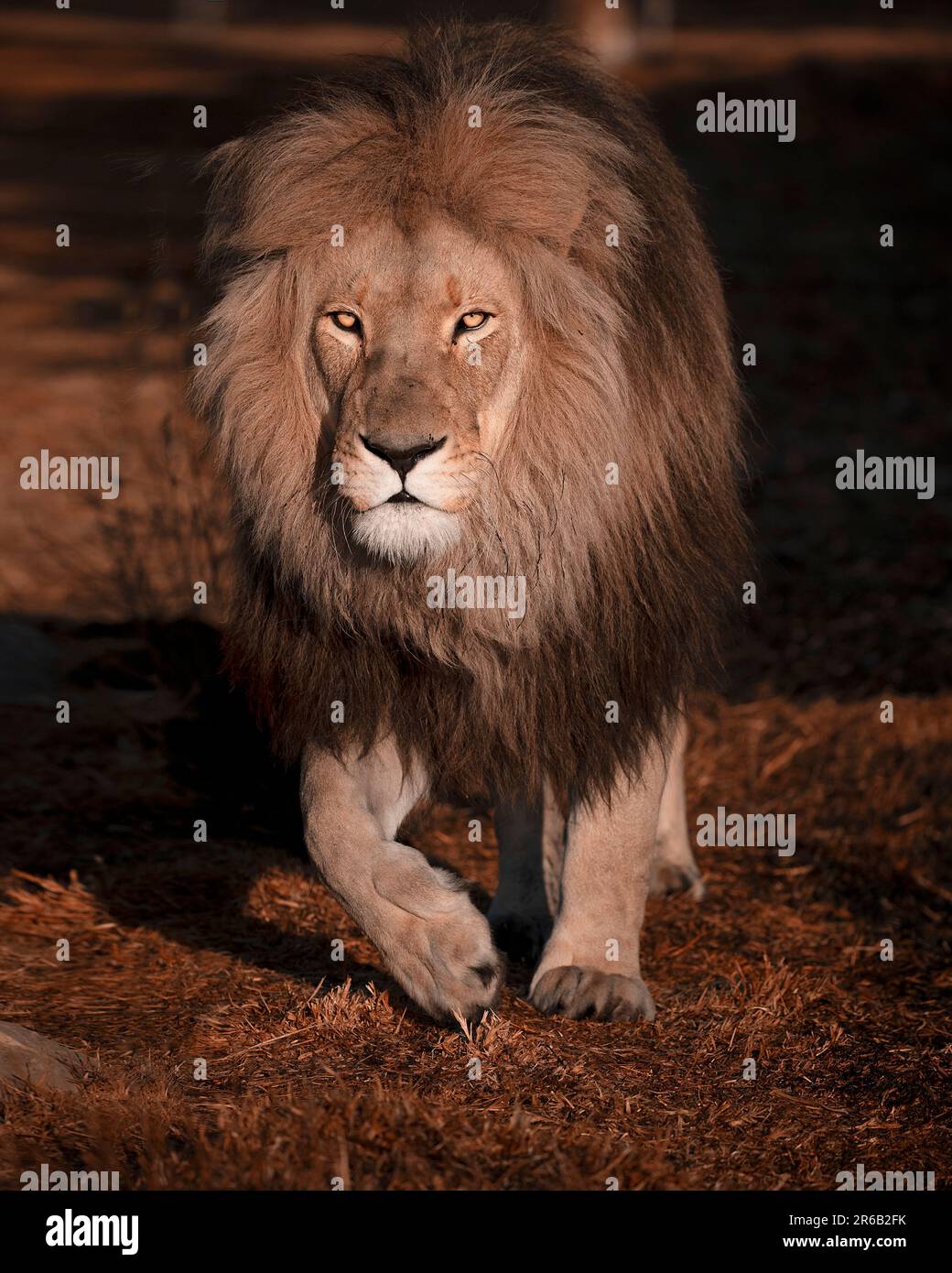 Se prélasser au soleil. Afrique du Sud: CES photos IMPESSIVE montrent le lion King Major posant pour la caméra comme il se baise dans le soleil couchant jusqu'à ce qu'il soit RU Banque D'Images