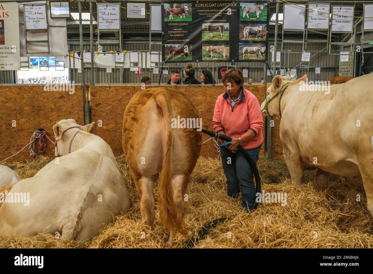 Wadebridge, Cornwall, Royaume-Uni. 8th juin 2023. Royal Cornwall Show. Dernière minute pour cette vache avant de juger au spectacle royal de Cornwall. Crédit Simon Maycock / Alamy Live News. Banque D'Images