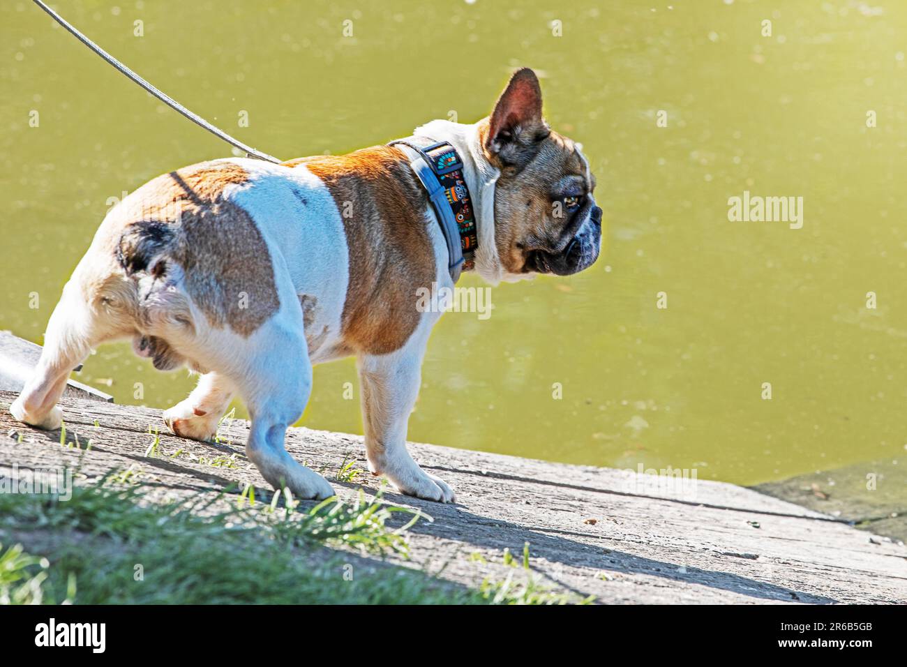 un jeune chien de taureau français sur une laisse près d'un étang pour une promenade. Soin des animaux Banque D'Images