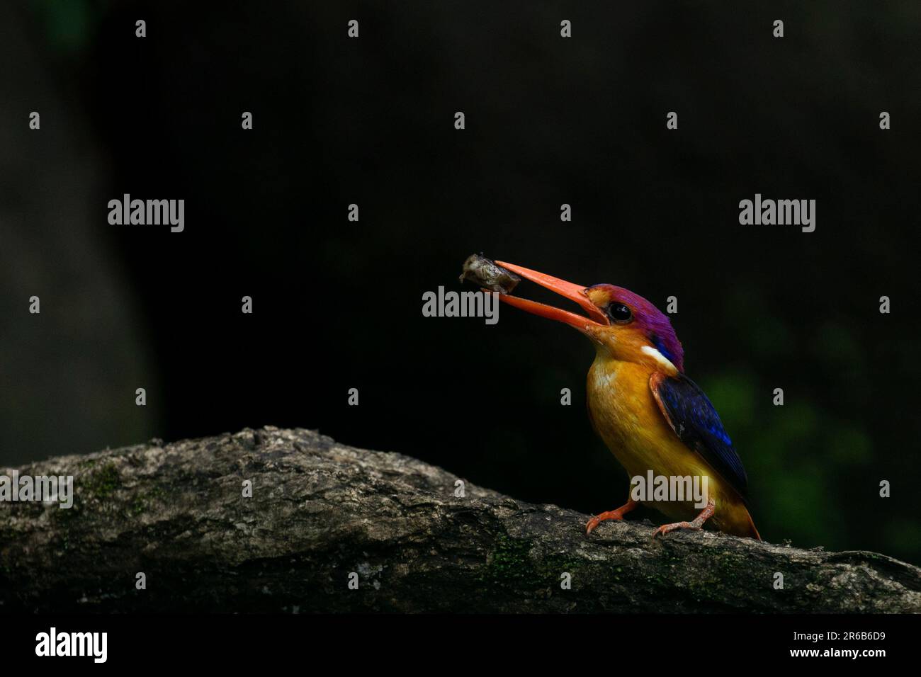 Le kingfisher montre ses magnifiques couleurs. Panvel, Inde : CES images COLORÉES révèlent comment cet oiseau gourmand est encore un prédateur à succès despi Banque D'Images