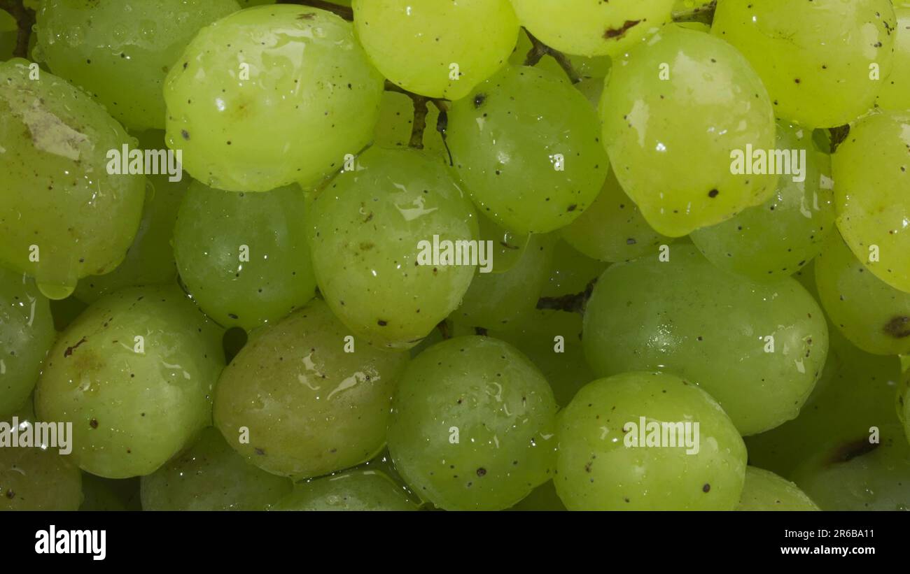 Gros plan d'un bouquet de raisins blancs avec des gouttes d'eau Banque D'Images